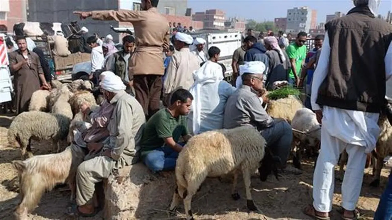 قبل أن تشتري.. اعرف أسعار الأضاحي في مصر 2026